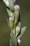 Eastern silver aster